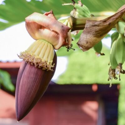 Manfaat Makan Jantung Pisang