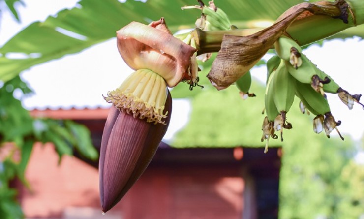 Manfaat Makan Jantung Pisang